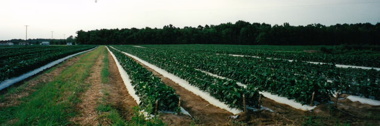 Rows of green crops growing in a large agricultural field with a tree line and power lines in the distance under a pale sky.
