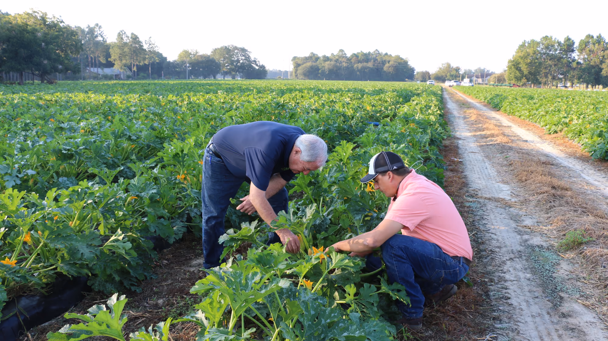 Two men inspecting green plants with yellow flowers in a large agricultural field under clear daylight, with a dirt path alongside the crops.
