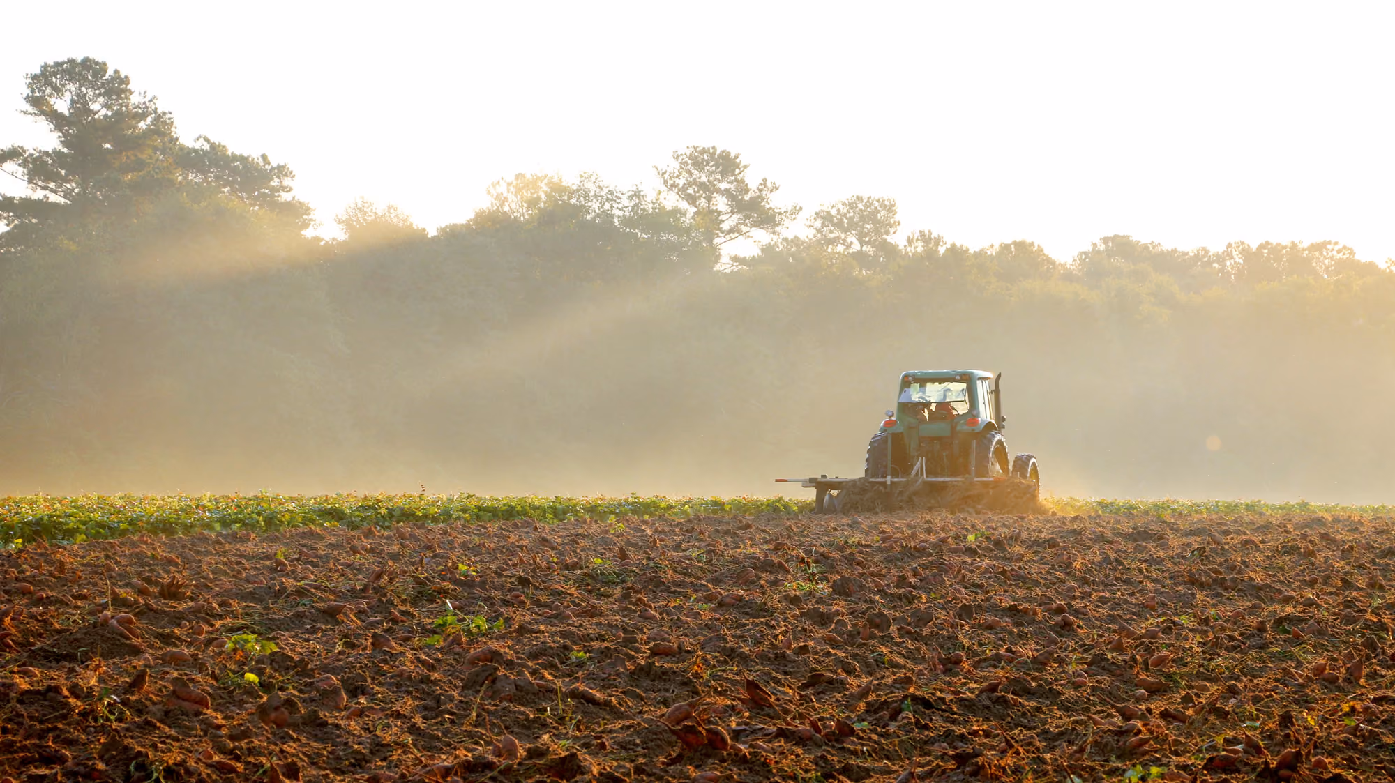 Tractor tilling a large agricultural field at sunrise with trees and morning mist in the background.