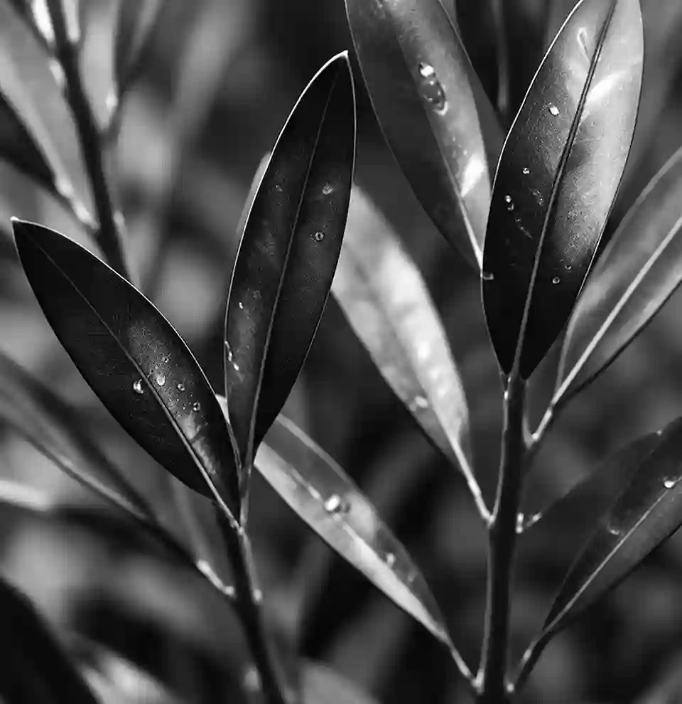 Macro study of olive leaves against near-black