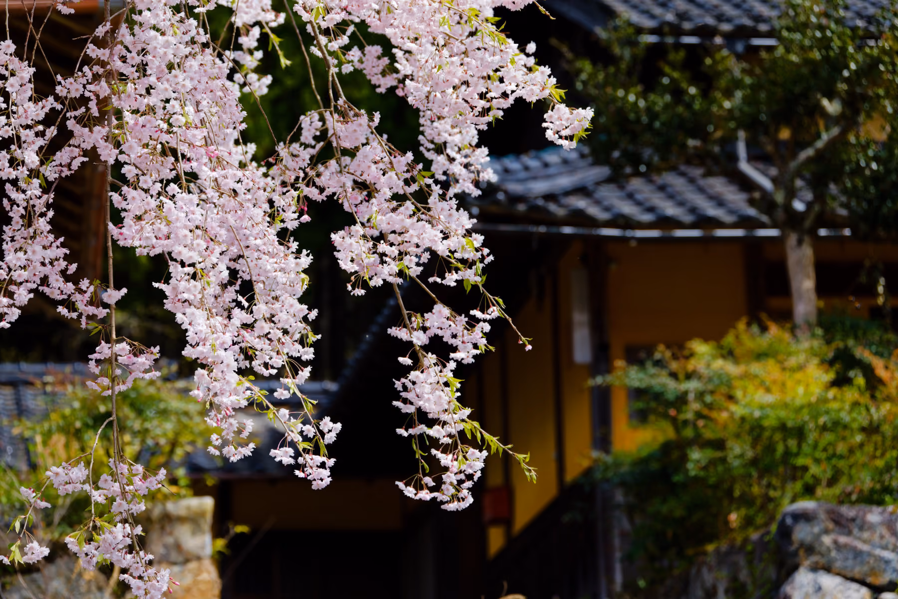 Pink cherry blossom branches in bloom with a traditional Japanese house blurred in the background.