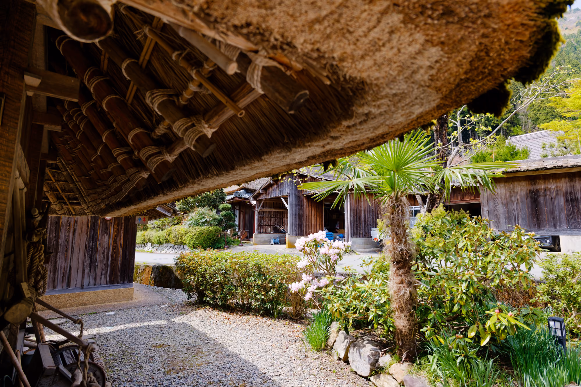 Traditional wooden houses with thatched roof and garden with palm tree and flowering bushes.