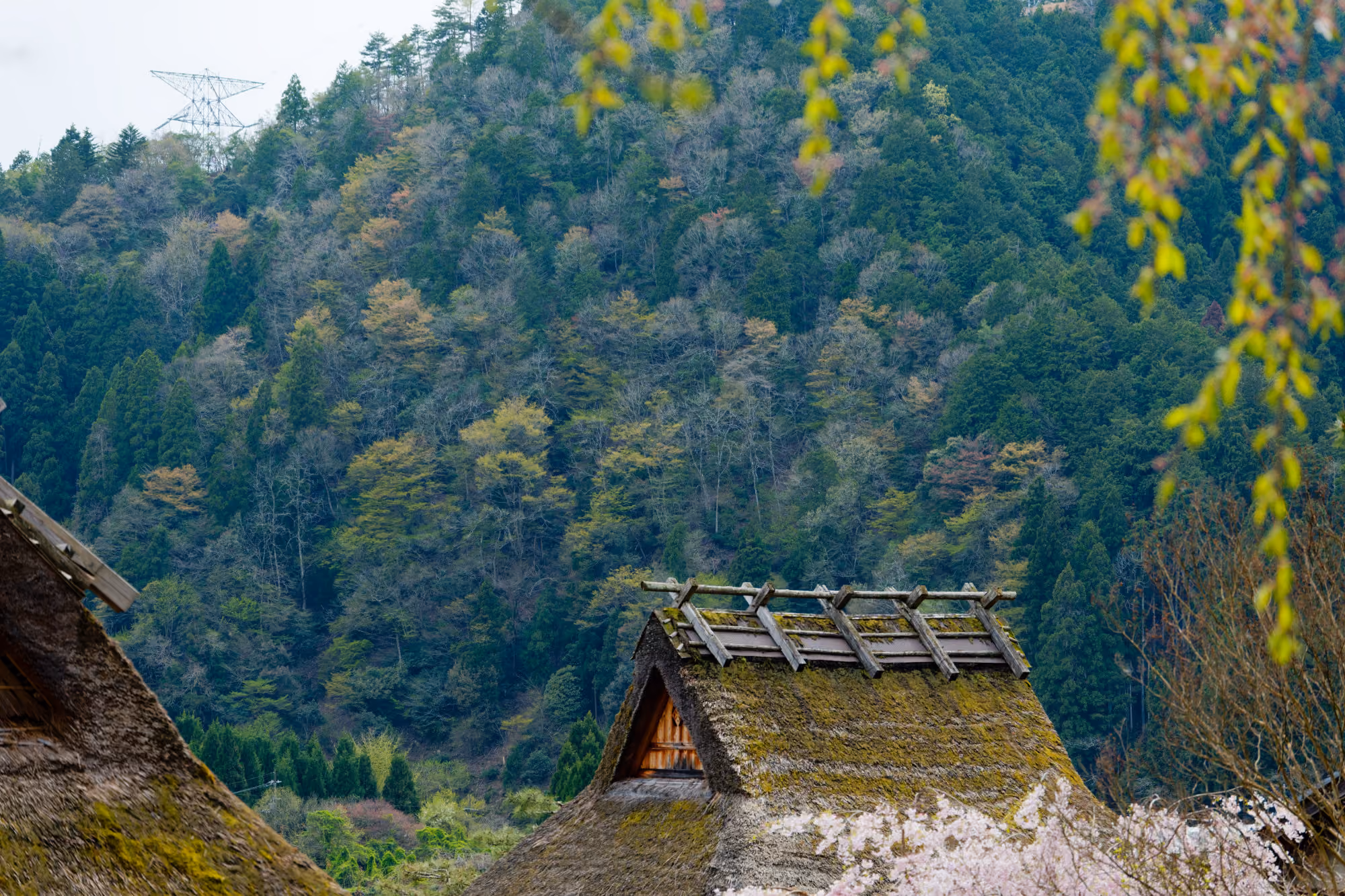 Moss-covered thatched roofs of traditional houses with a forested mountain and cherry blossoms.