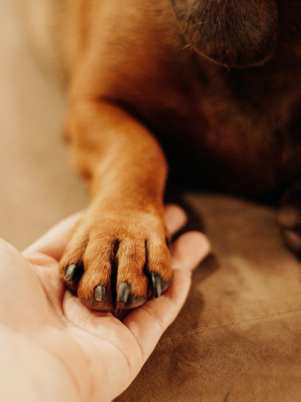 Saying good bye to your best friend pet cremation dog and palm