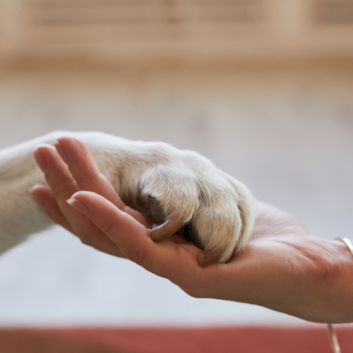 louisville pet cremation pet passages holding hands pet parent
