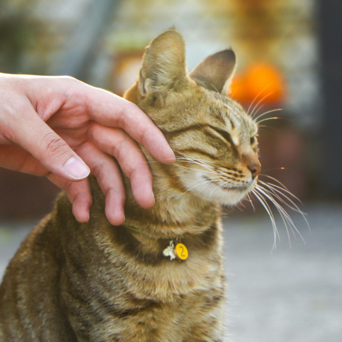 louisville pet cremation petting cat