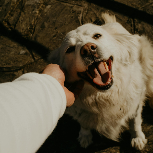 louisville pet cremation pet parents petting dog