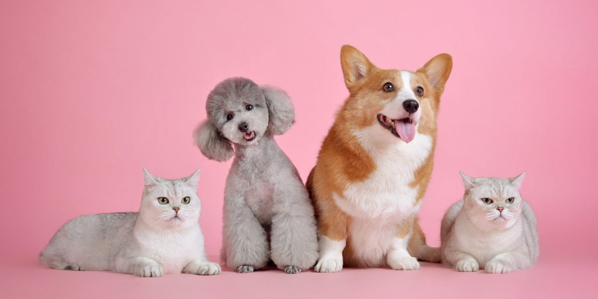 A local Louisville pet cremation resource, here to help families