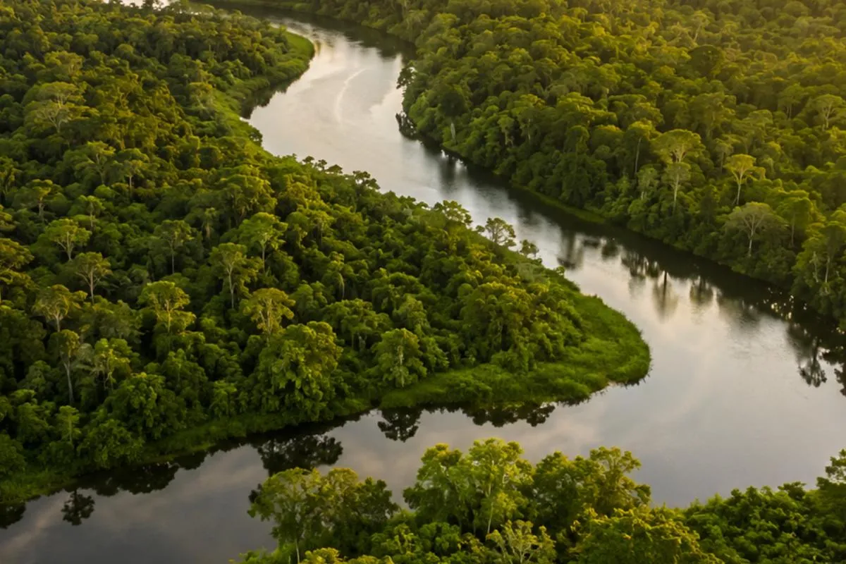 Undeveloped ground: a river running through dense forest, seen from the air