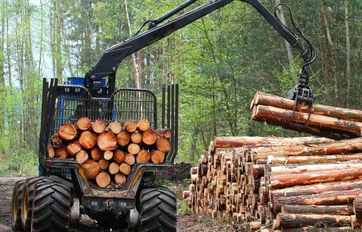 Harvested logs stacked at a managed forest site