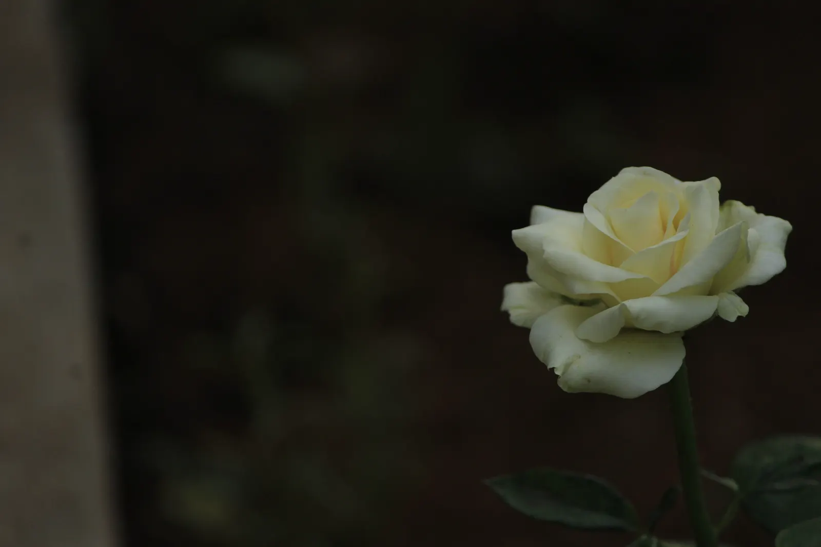 Funeral Programs