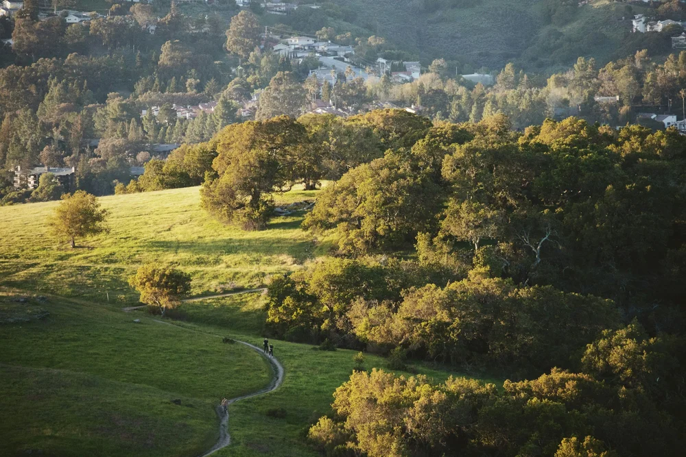 Rolling green hills with a road winding through them