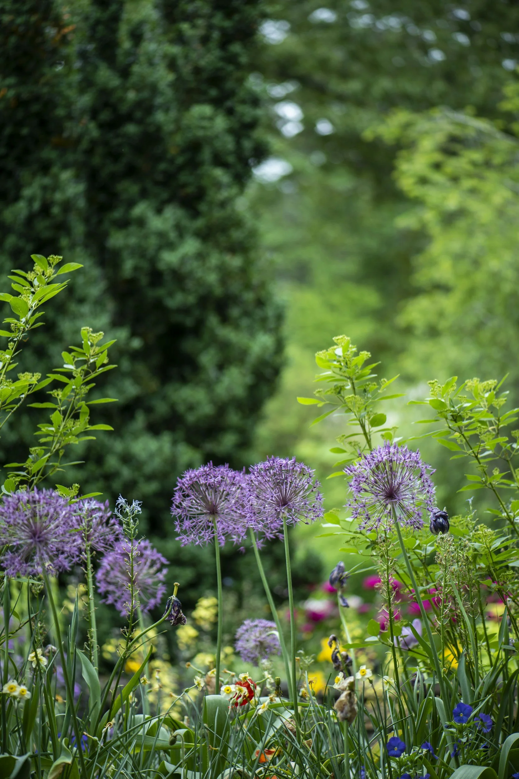 Purple allium flowers in a green garden bed