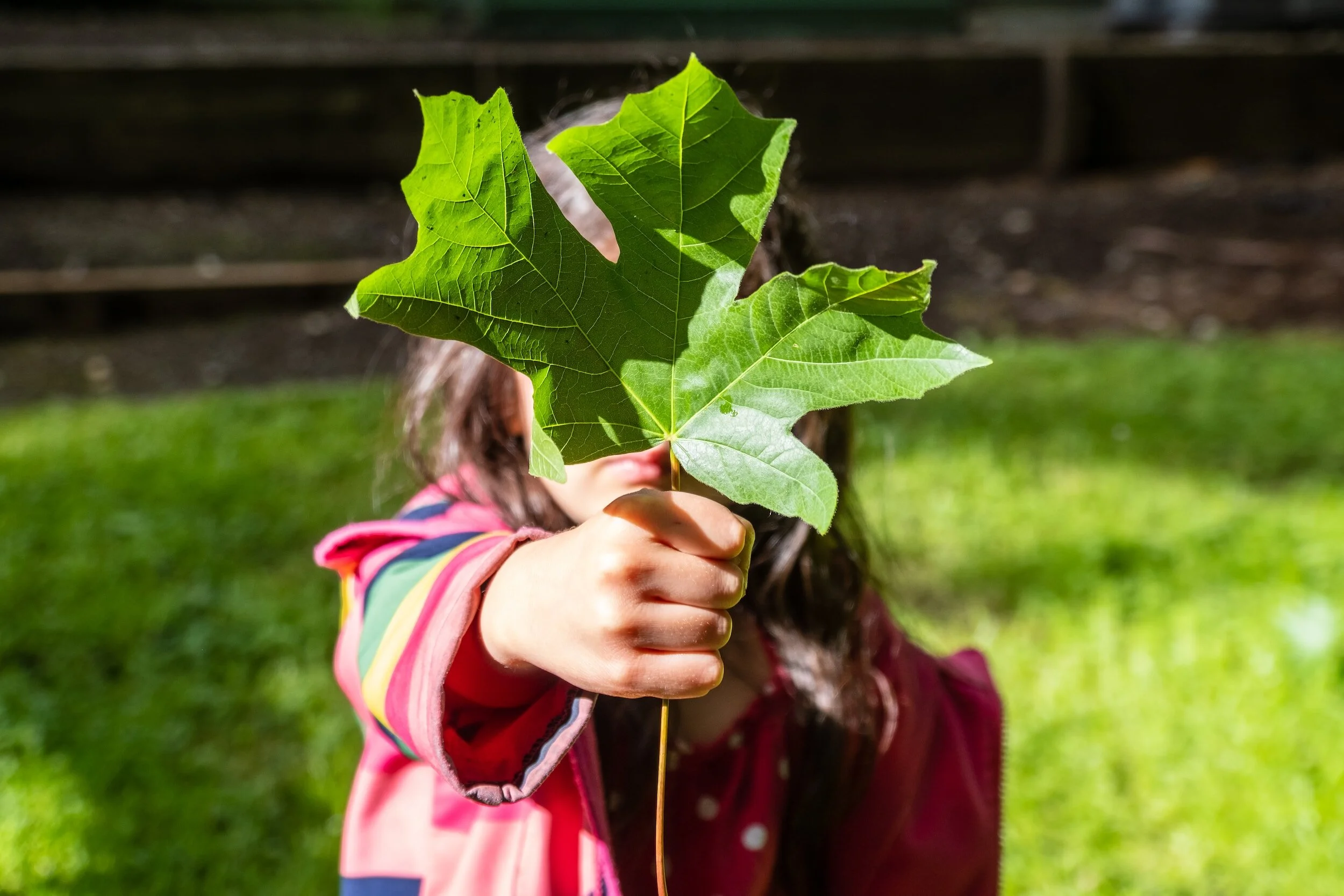 A child outdoors holding a large green leaf up in front of them