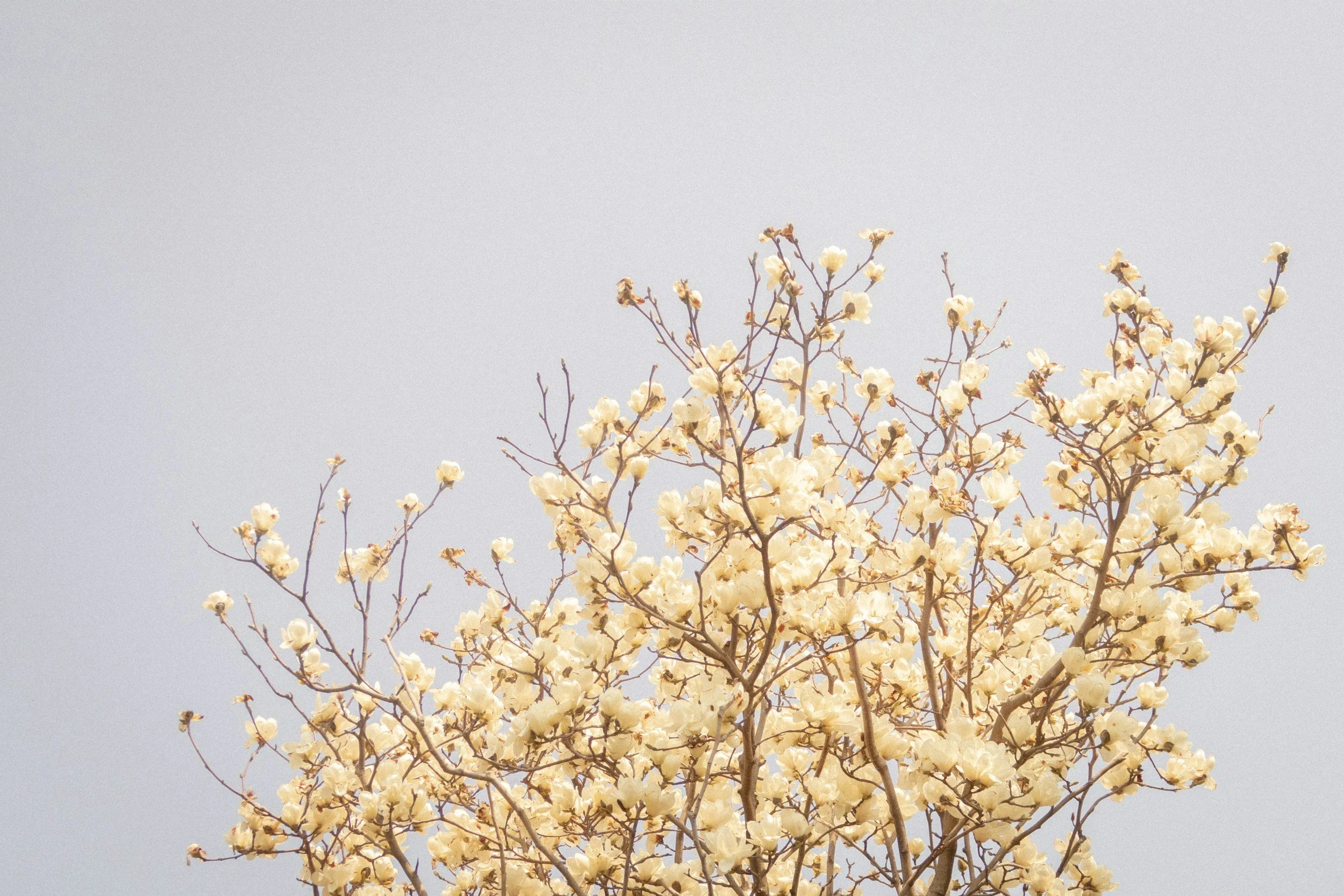 A branch of small pale blossoms against a white sky