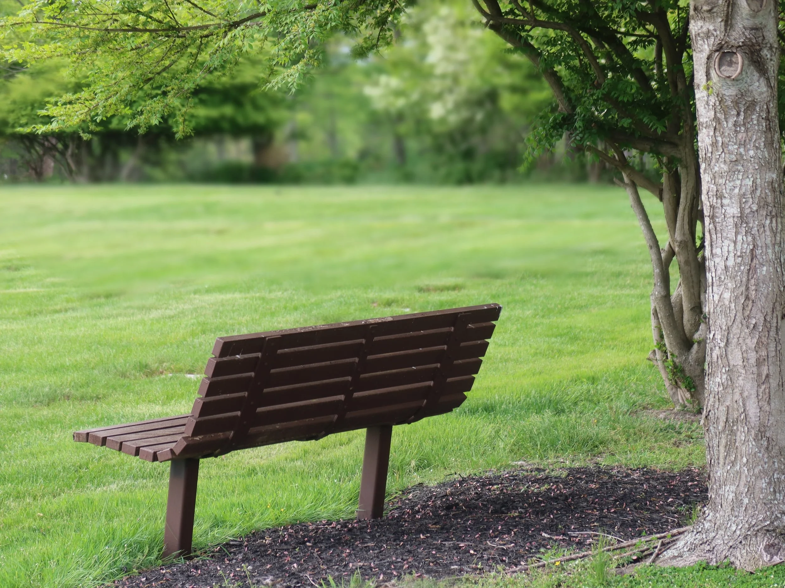 An empty park bench under a tree on a lawn