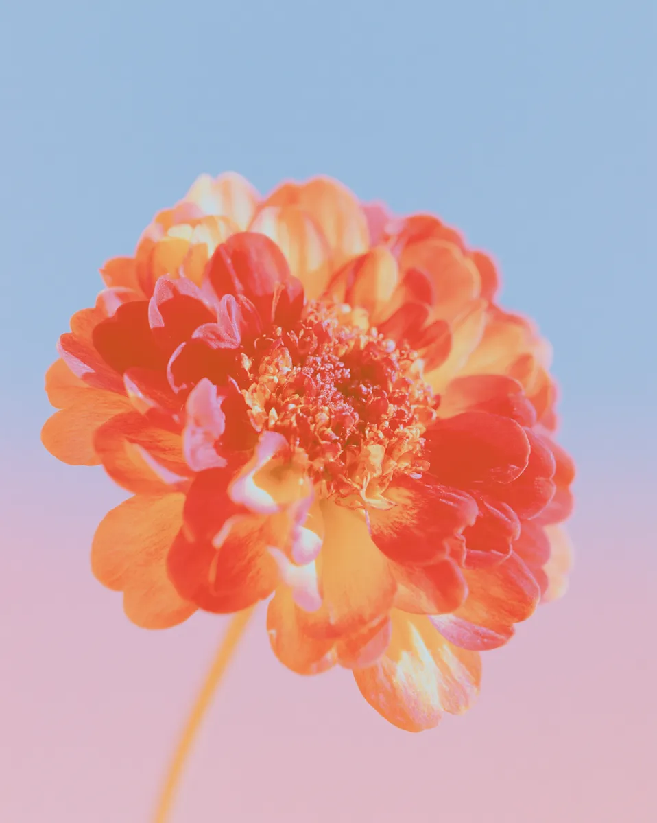 Vivid Flower Close Up illustrating “Make Something Worth Coming Back To”.