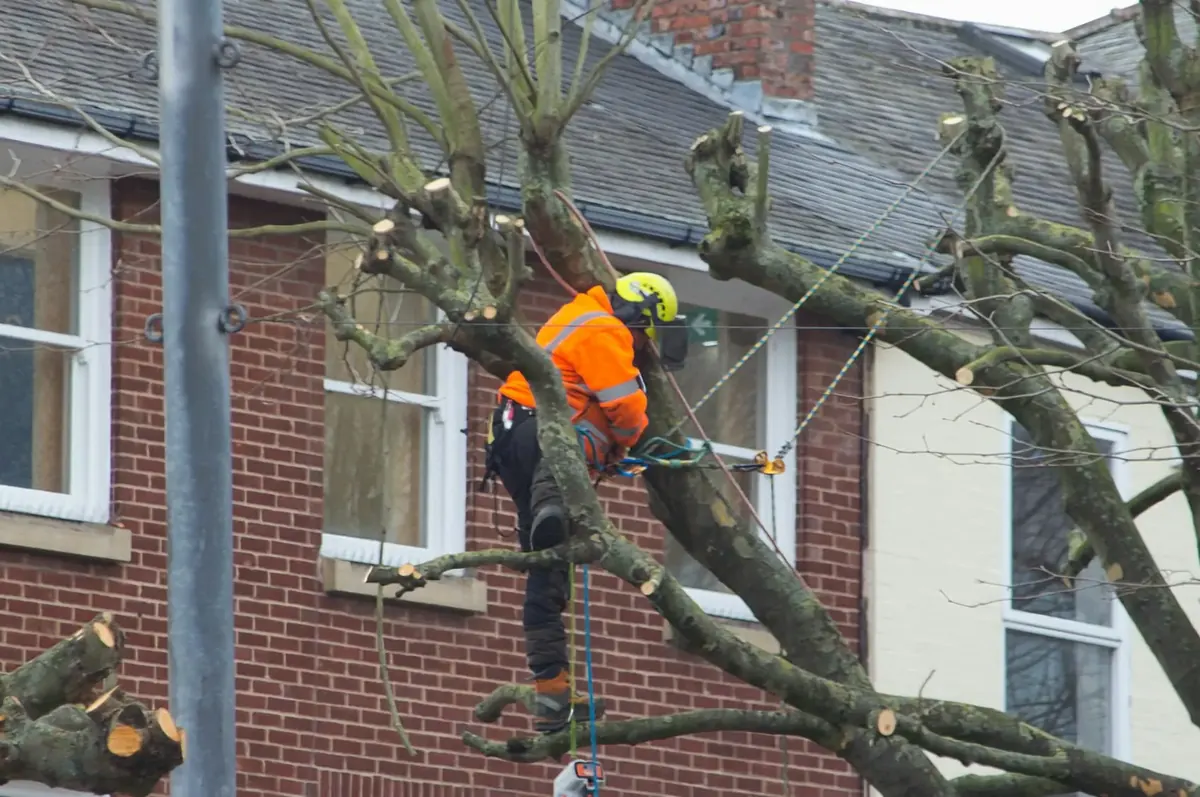 Arborist in a harness pruning a tree next to a house