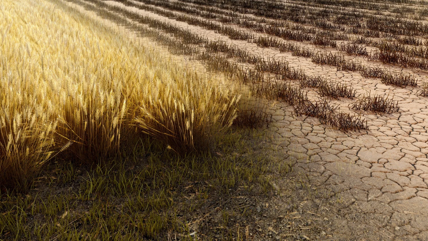 Wheat field going dry