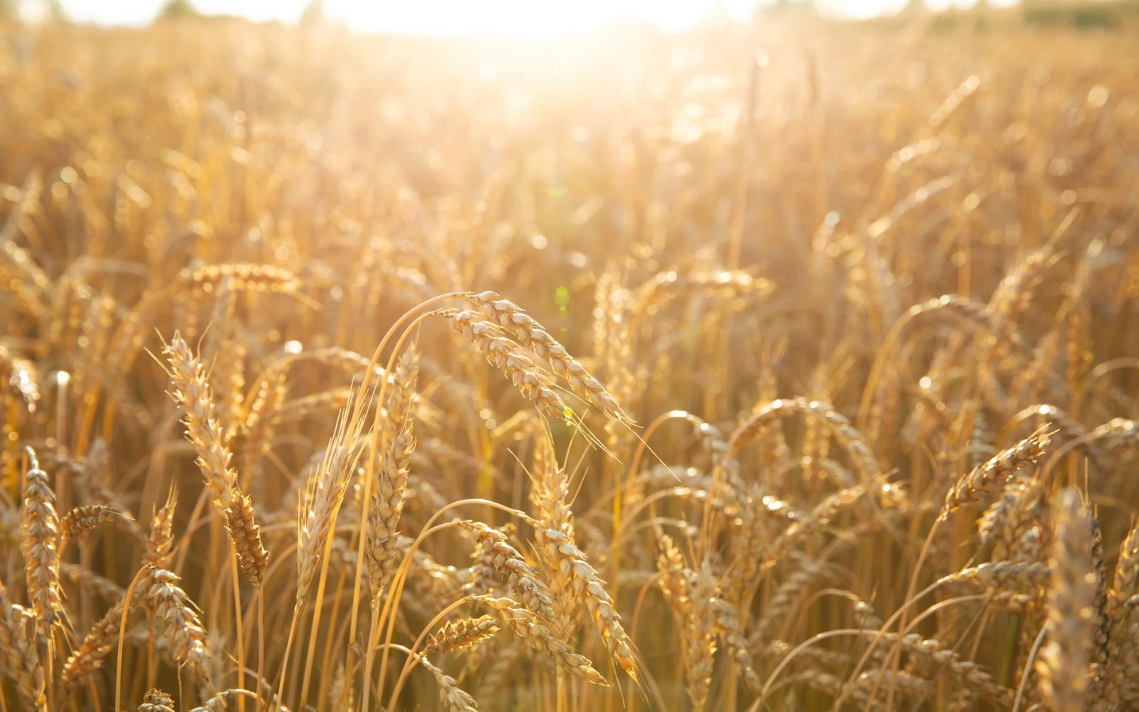 Seven weeks of warning before the smallest US wheat crop since 1965