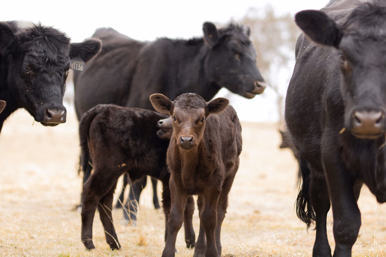 Group of black cows with two calves standing on dry grass, one calf facing the camera in the foreground.