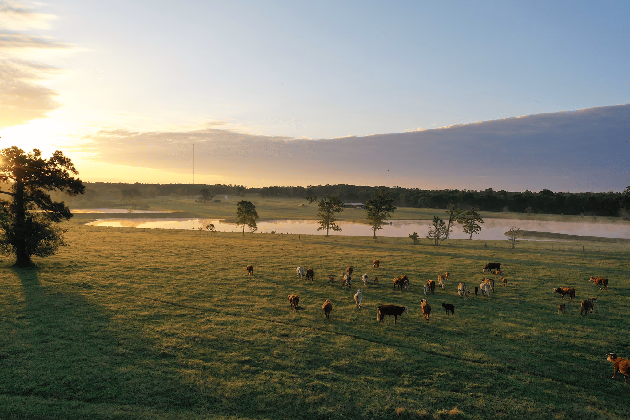 Pasture with scattered cows grazing on green grass during sunrise, with mist over a lake and trees in the background under a partly cloudy sky.