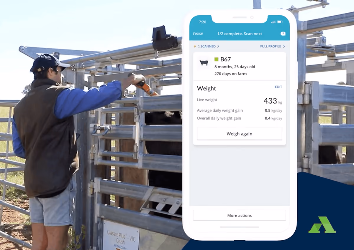 Person in a cap, vest, and shorts using a handheld scanner on a cow inside a metal livestock pen with a mobile phone screen overlay showing detailed weight and age data for cow ID B67.