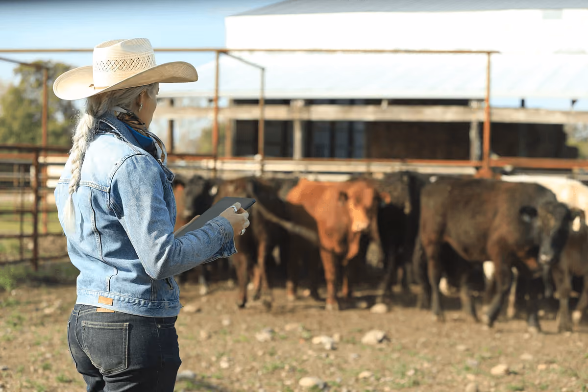 Person wearing a cowboy hat and denim jacket with hair in a braid, holding a clipboard and smartphone, standing outdoors in front of a small herd of cattle inside a fenced area.
