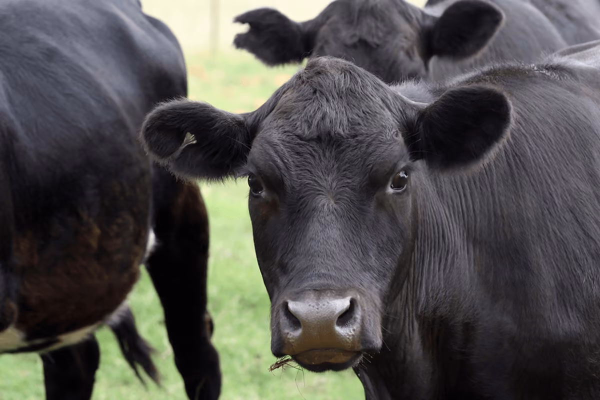 Close-up of a black cow looking directly at the camera with other black cows partially visible in the background on a grassy field.