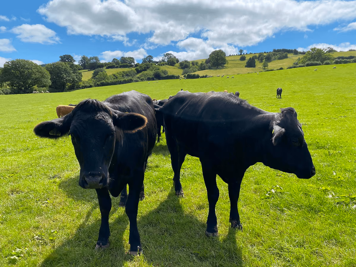 Two black cows standing on a green grassy field under a partly cloudy blue sky with rolling hills and trees in the background.