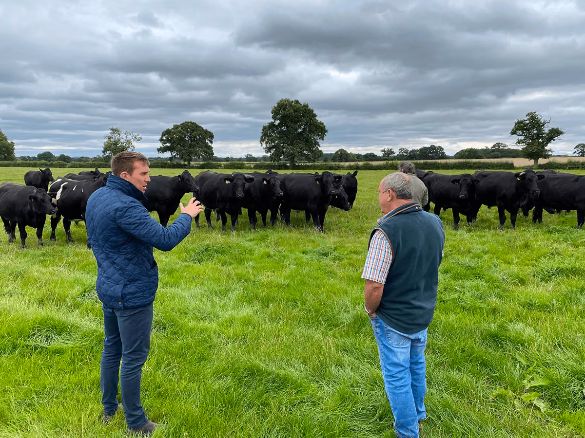 Two men standing in a lush green field facing a group of black cattle under a cloudy sky with trees in the background.
