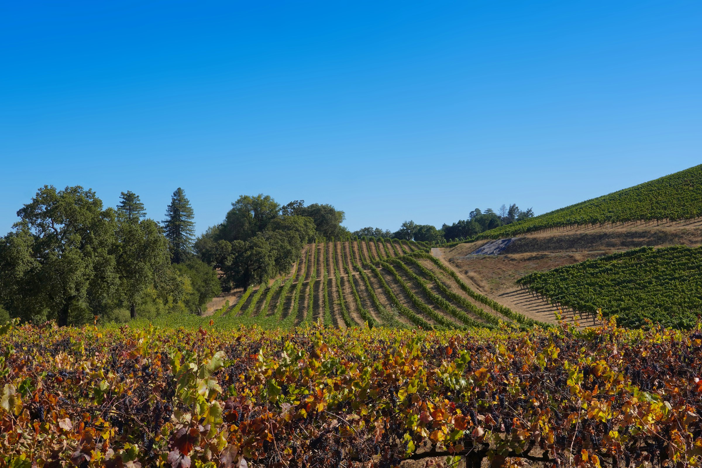 Vineyard landscape in Sonoma County, California