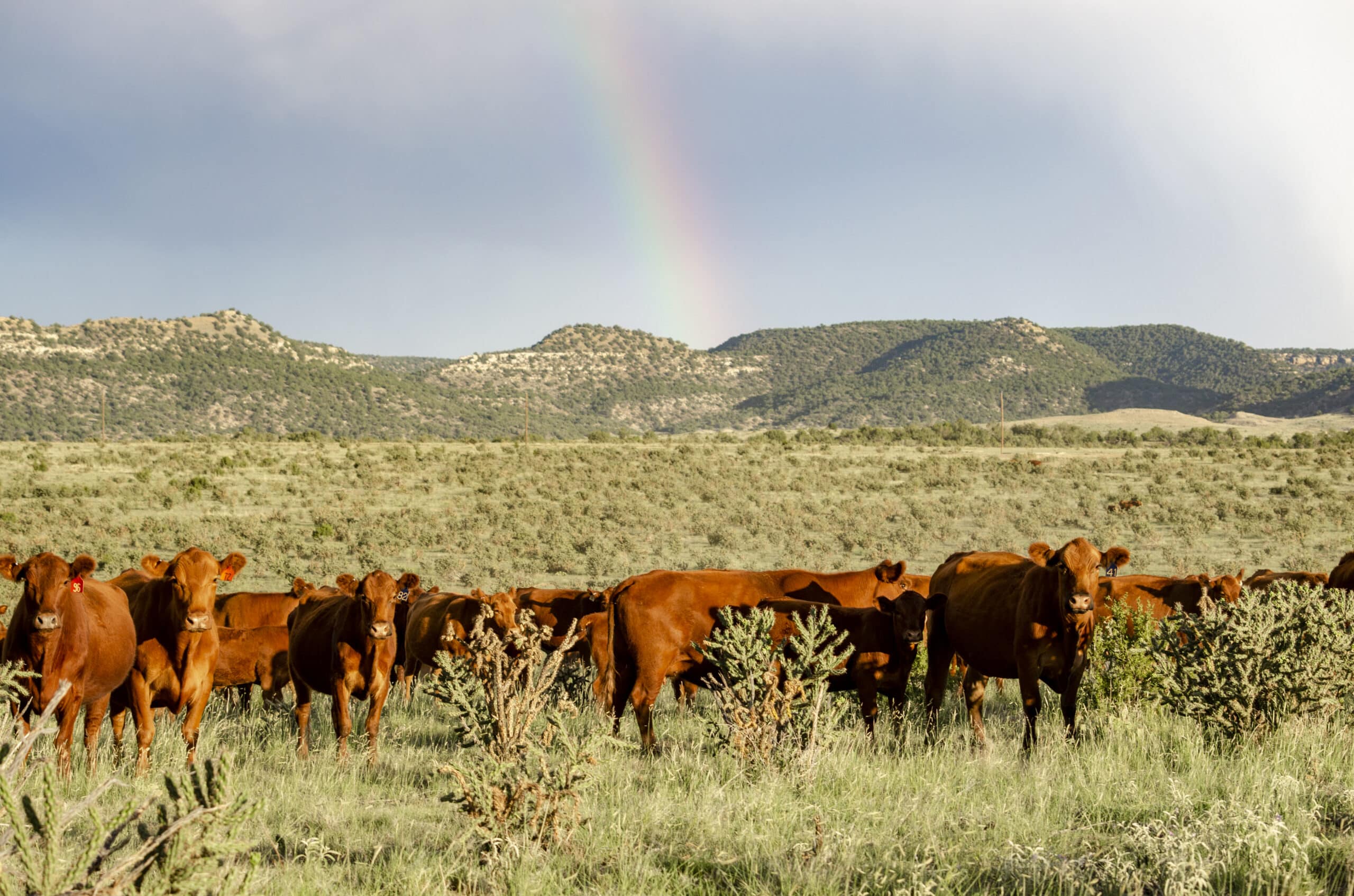 Beatty Canyon Ranch - AgriWebb Customer Story