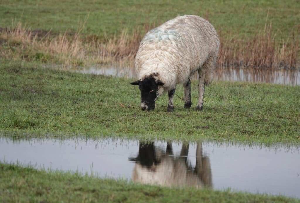 A sheep grazing in a saturated field.