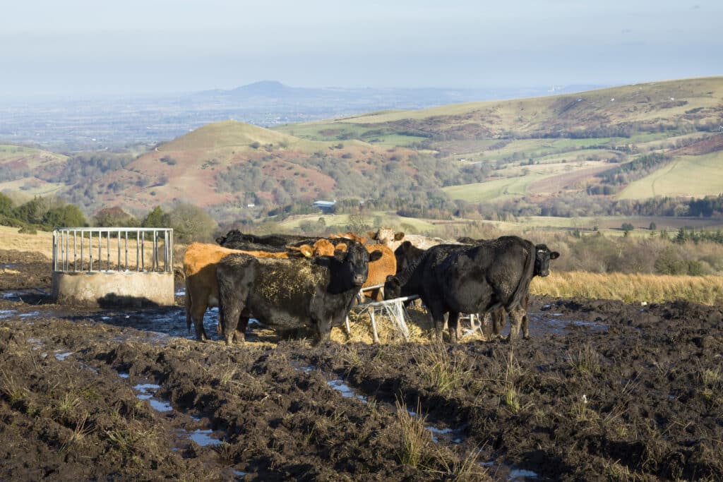 Cattle in a saturated field