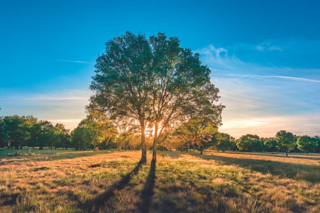 Ash tree in a field