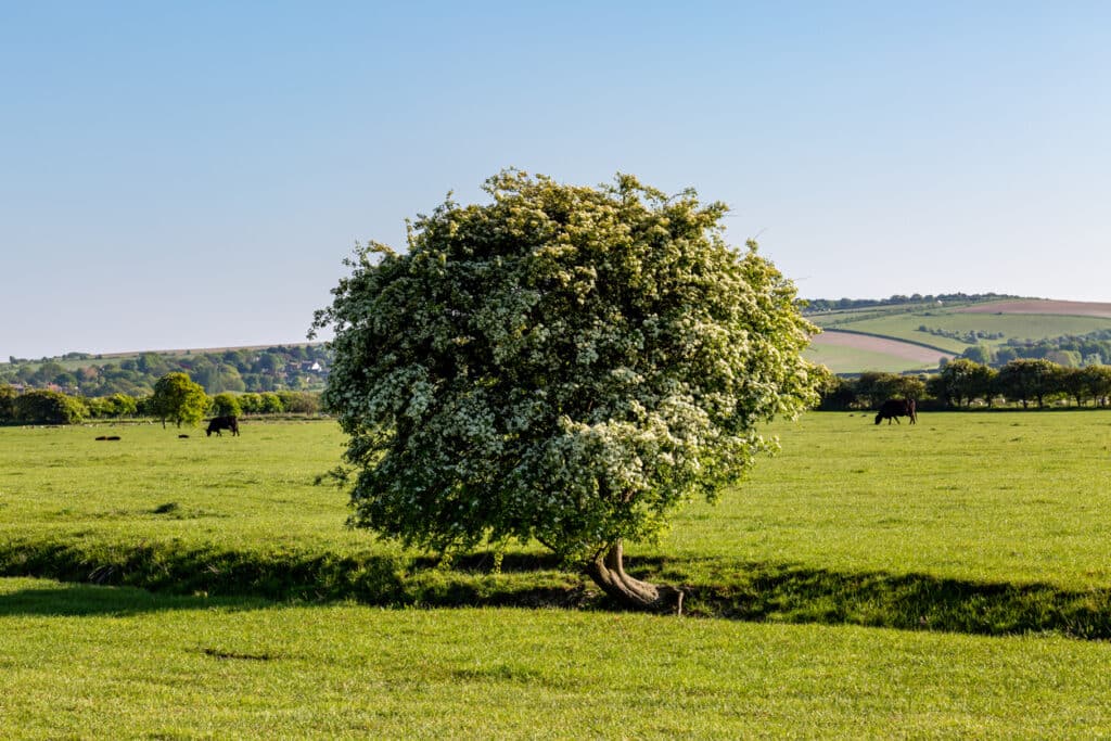 Hawthorn is a resilient tree that can be used for fodder. 