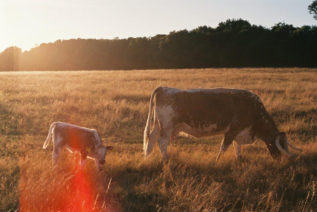 Longhorn cow and calf in field
