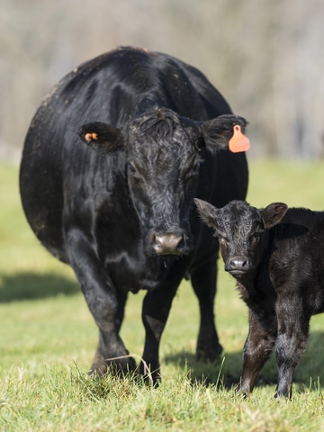 Cow and calf