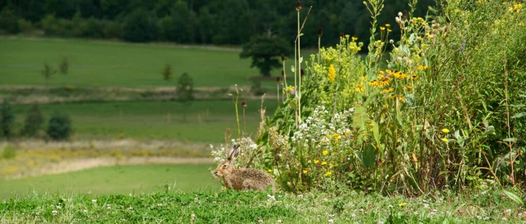 Hare sitting next to a hedgerow in a field. How will ELMS help with biodiversity?