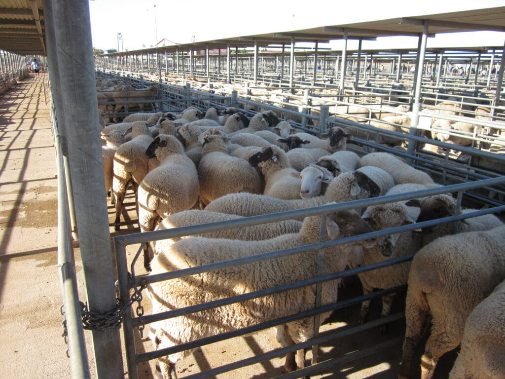 sheep in yards