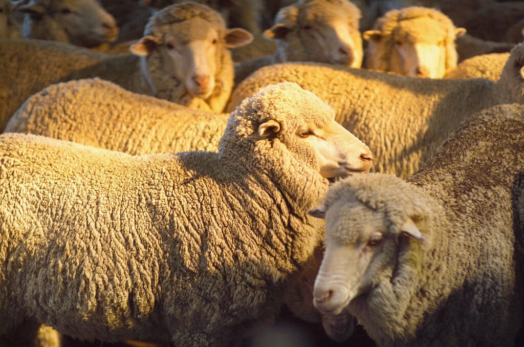 ewes in sunlight