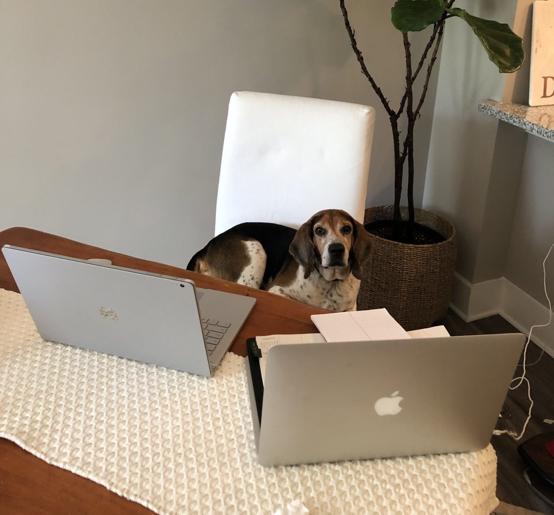 dog in law firm newsletter