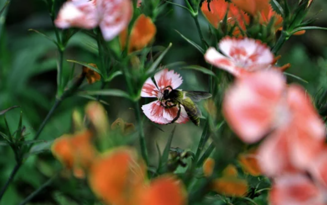 A bee on pink and orange flowers