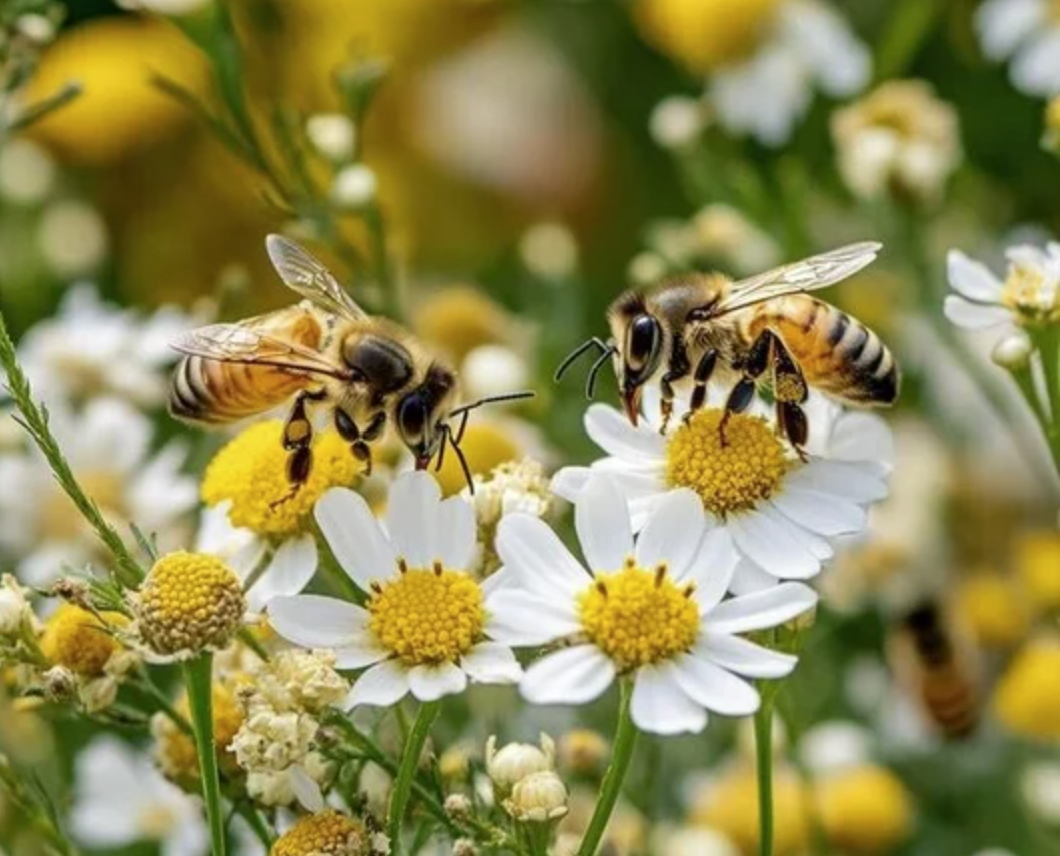 A bee on daisies