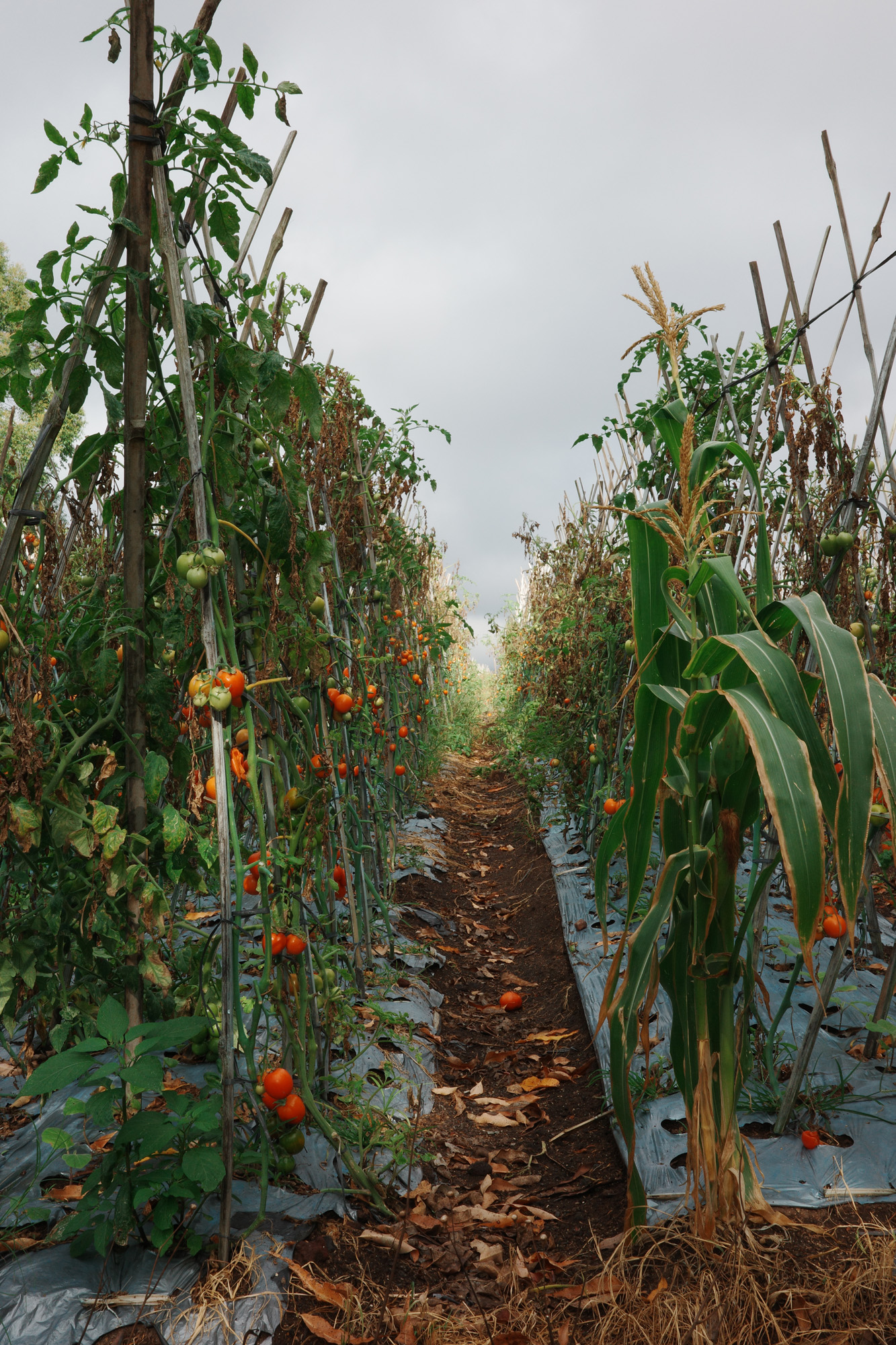 Rows of tomato plants and corn stalks in a farm field under an overcast sky.