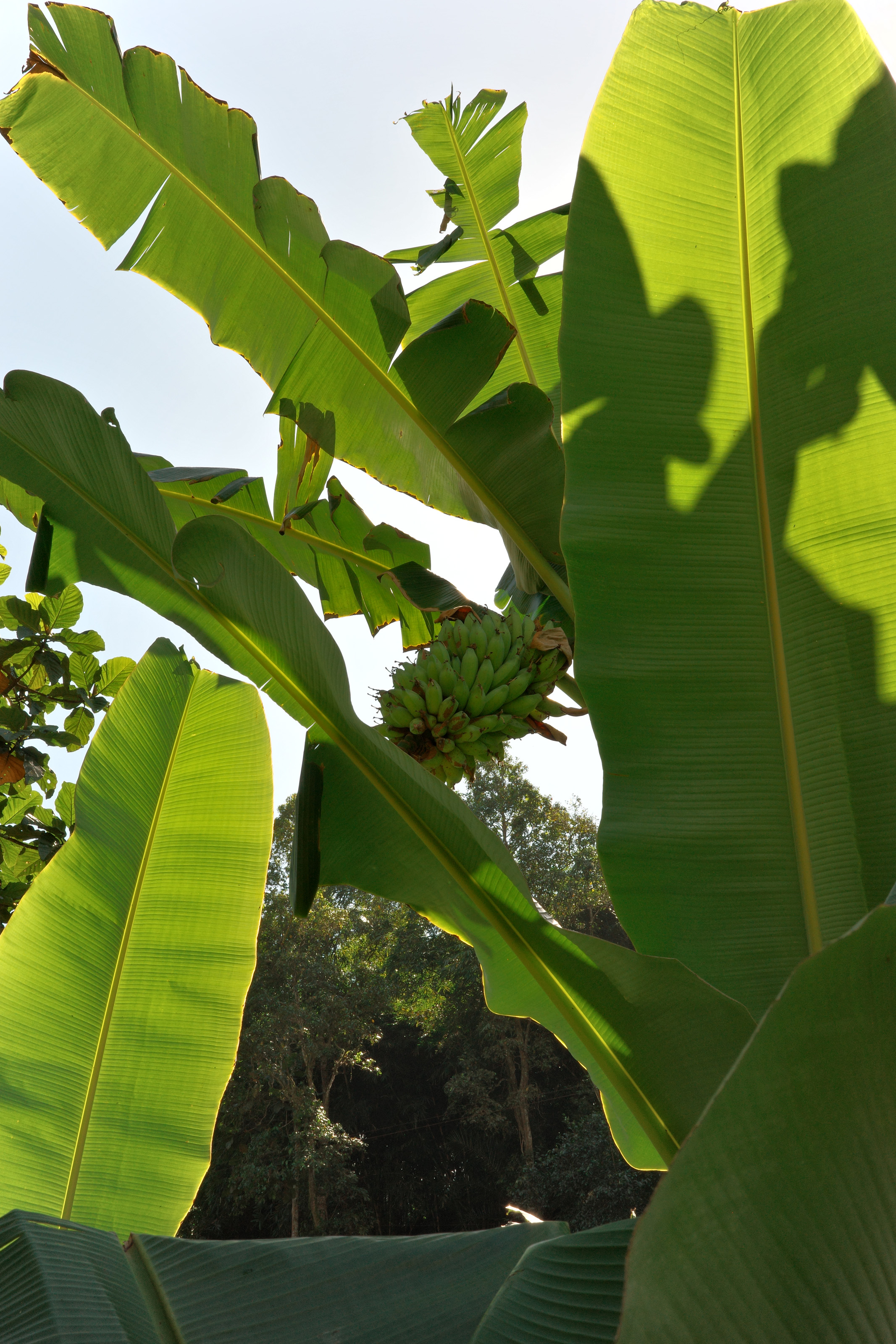 Green bananas growing on a banana tree among large green leaves in sunlight.