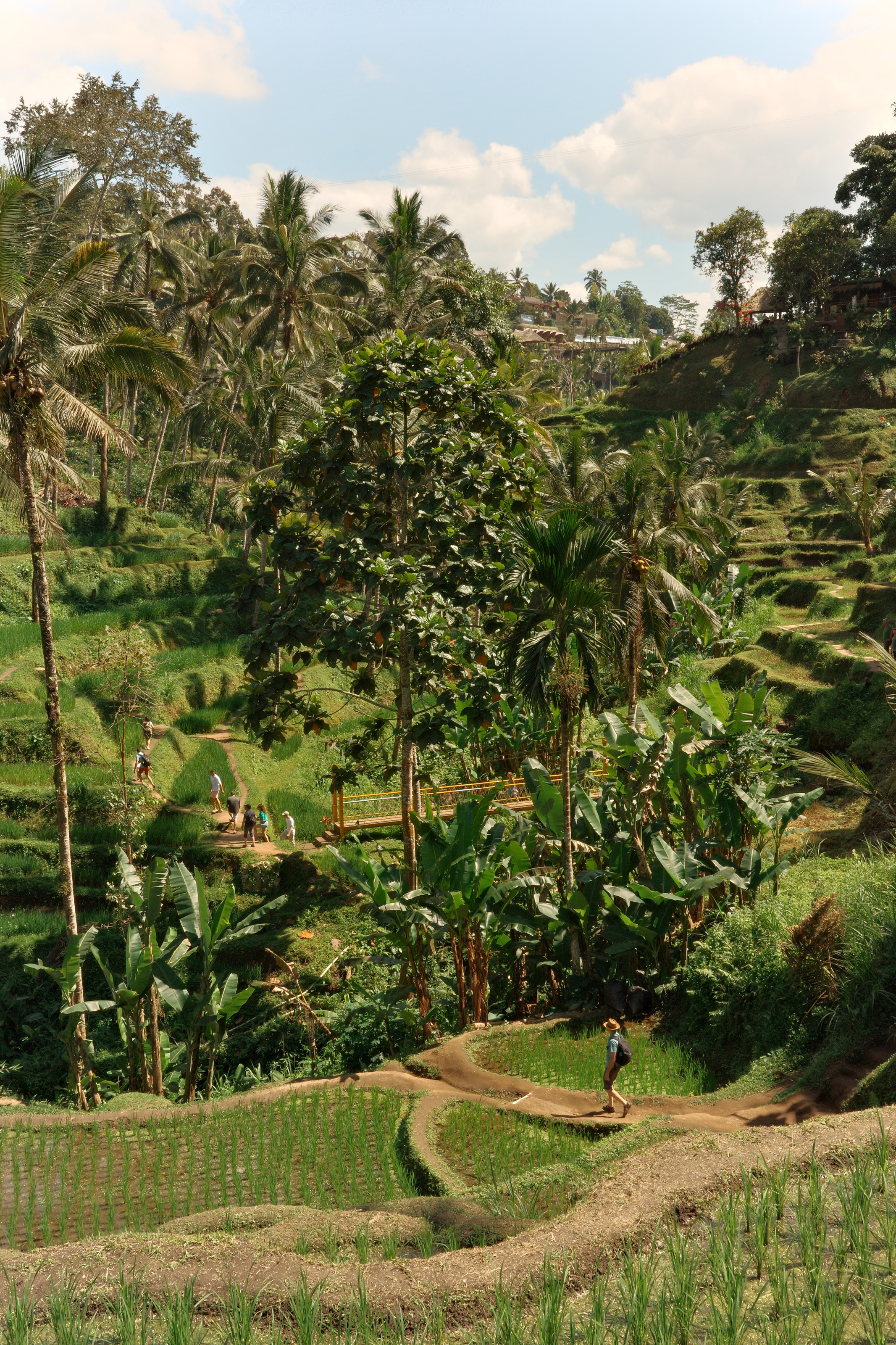 Lush green terraced rice fields with people walking along narrow dirt paths under a blue sky.