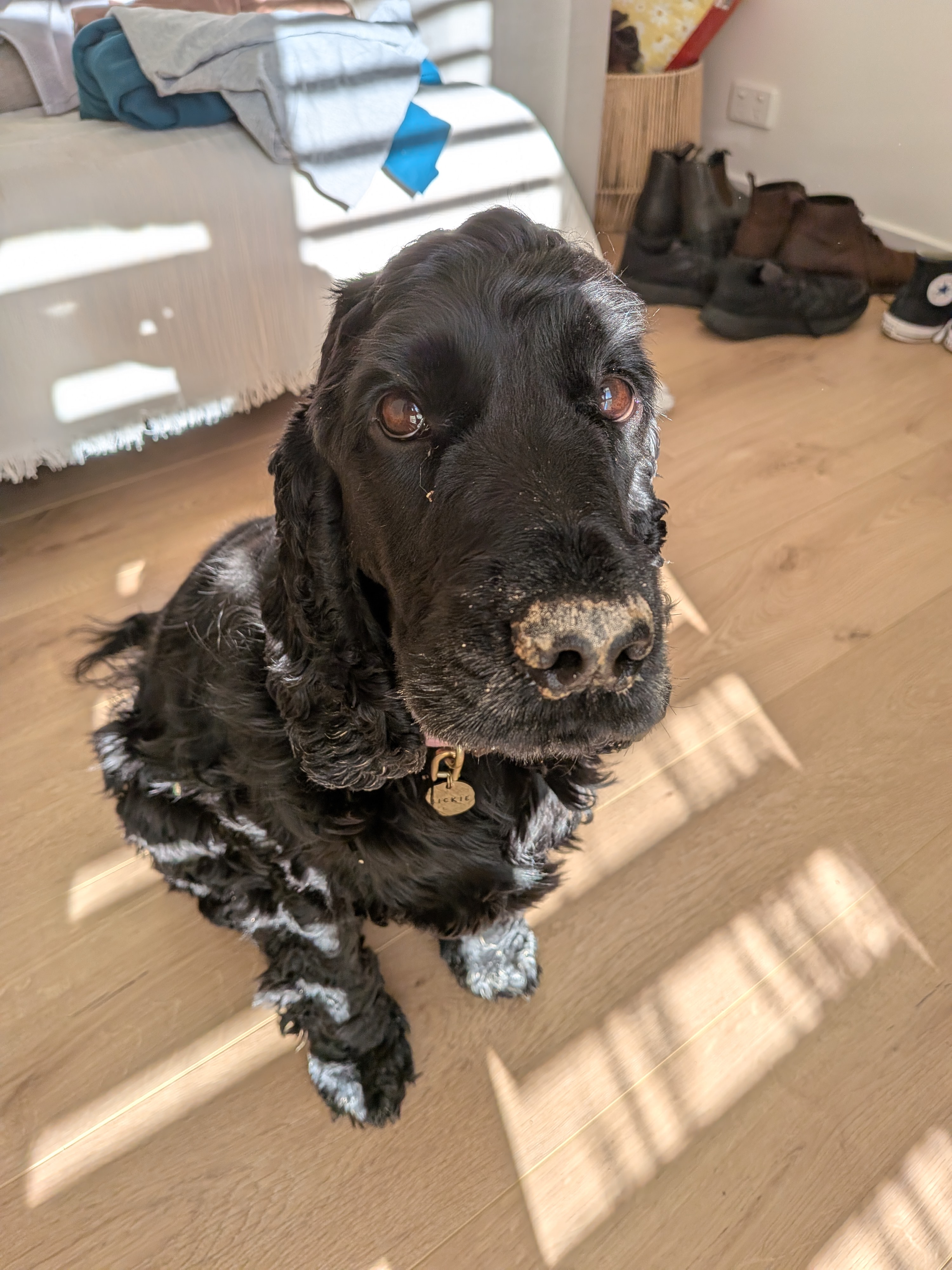 Black dog with sandy nose sitting on wooden floor near a bed and shoes in sunlight.
