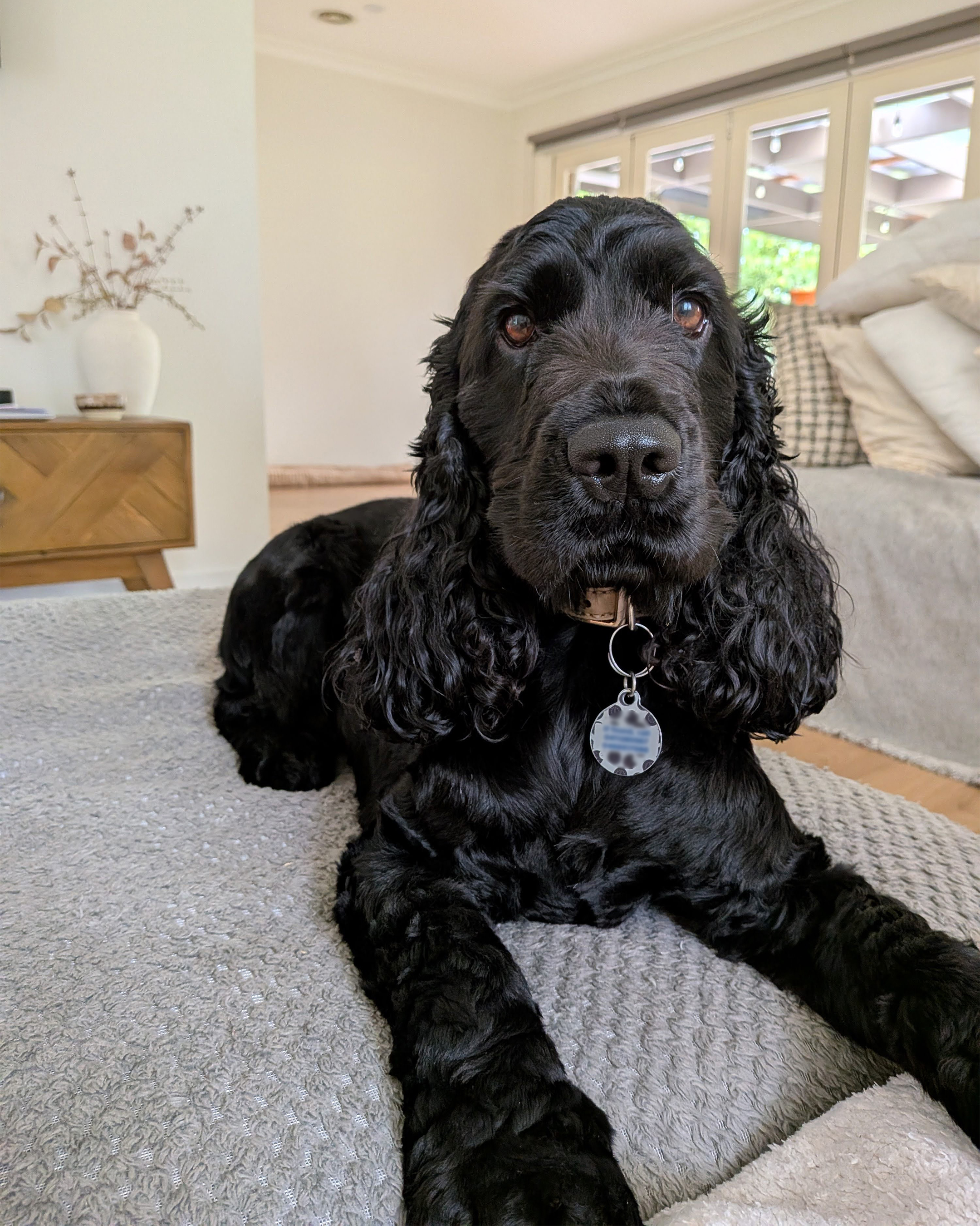 Black dog with curly ears lying on a blanket in a cozy living room with cushions and a wooden side table.